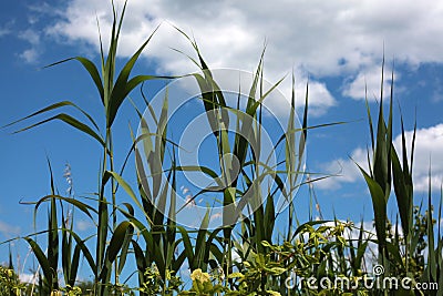 Tall Marsh Plants - Blue Sky