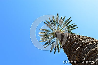 A Tall Palm Tree