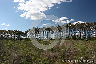 Tall Straight Trees