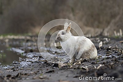 Tame wild rabbit sits on farmland near farm