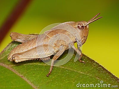 Tan Grasshopper On Green Leaf