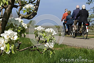 On tandem cycling older people and blossom branch