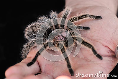 Tarantula 1