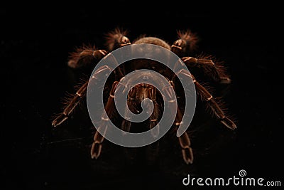 Tarantula spider crawling on glass