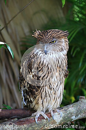 Tawny Owl opens an eye to look