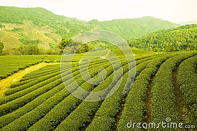 Tea Farm