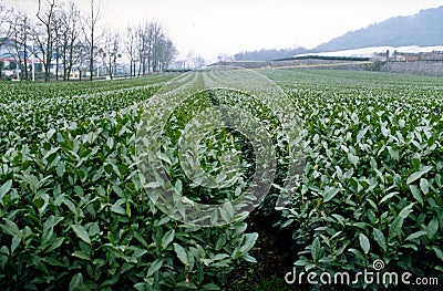 Tea Farm of long-jin green tea in China