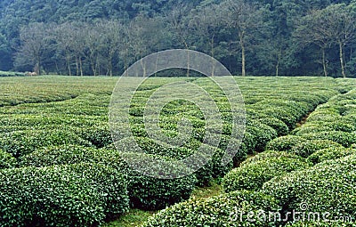 Tea farm of longjin tea