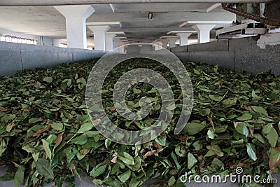 Tea leaves on conveyor belt