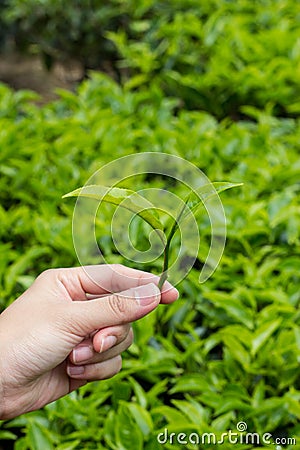 Tea Leaves at Tea plantation