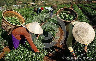 Tea picker pick leaf on agricultural plantation