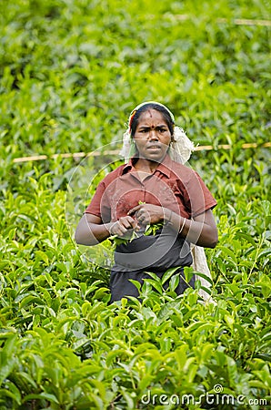 Tea picking in Sri Lanka hill country