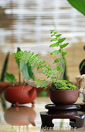 Tea plant