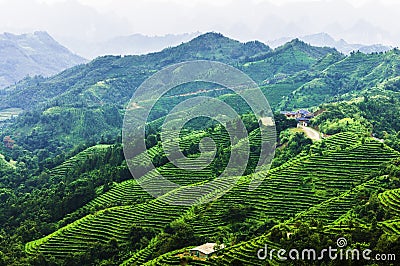 Tea plantation around the mountains in China