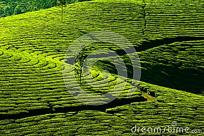 Tea plantation landscape. India