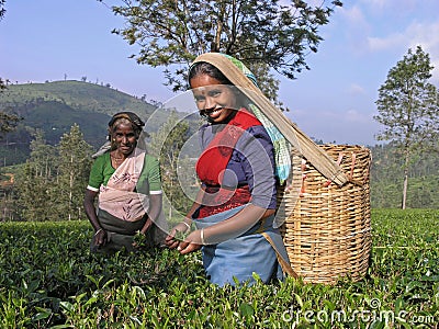 Tea plucking in South India