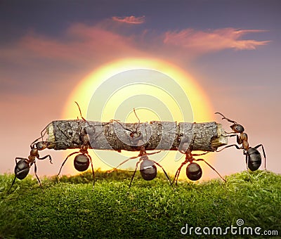 Team of ants carry log on sunset, teamwork concept