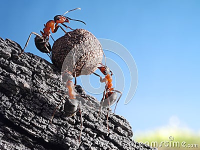 Team of ants rolls stone uphill, teamwork