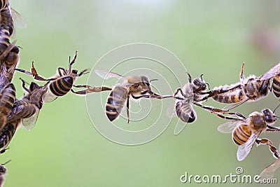 Teamwork of bees
