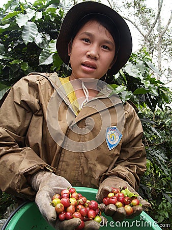 Teenager as a farm worker harvesting coffee berries