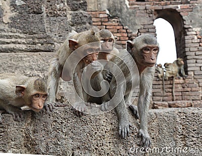 Temple Monkey Group