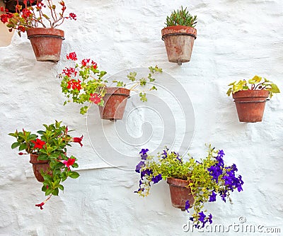 Terracotta vases with colorful flowers hanging on white wall