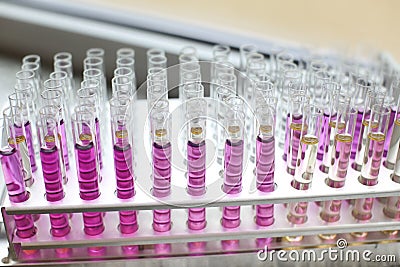 Test tubes filled with pink liquids