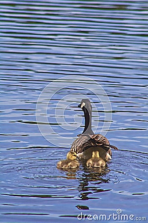 Testing the Waters with Mom