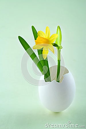 Tete a tete narcissus in a white egg shell
