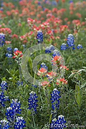 Texas Bluebonnets & Indian Paint Brushes