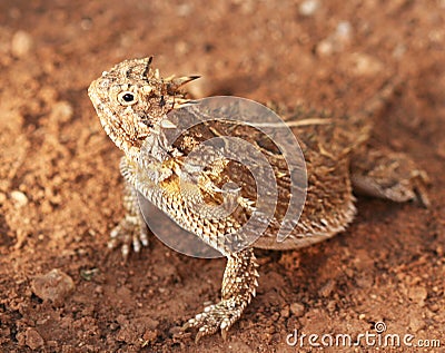 A Texas Horned Lizard