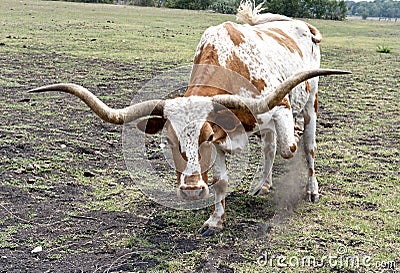 Texas Longhorn Steer Upclose & Threatening