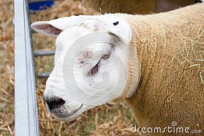 Texel sheep agricultural show