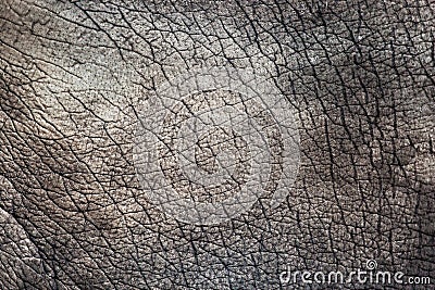 Texture: Close up Elephant Texture