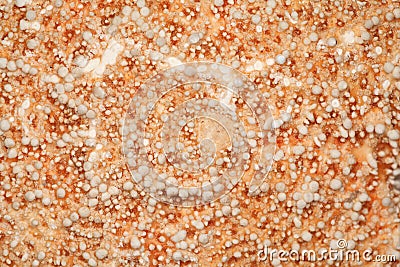 Texture of coral close up. Skeleton of sea plants.