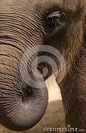 Texture of elephant skin