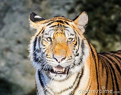 Texture of elephant skinTiger, portrait of a bengal tiger.