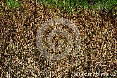 Texture Grass