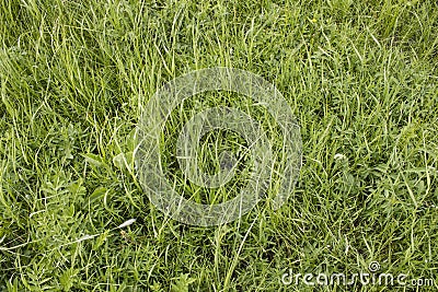 Texture of a green grass