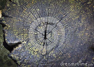 Texture of old tree stump