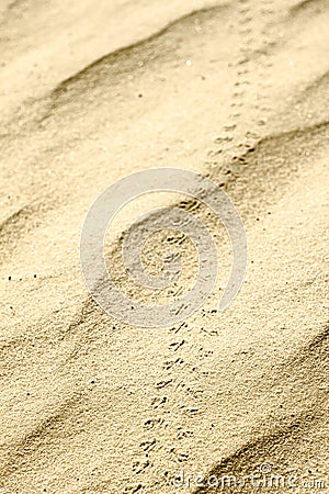 Texture of sand, footprints