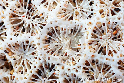 Texture of sea corals, closeup