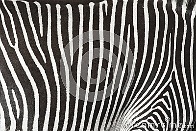 Texture of the skin of a zebra.