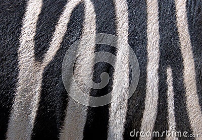 Texture of zebra fur