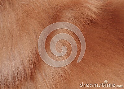 Textured dog brown hair background
