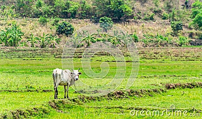 Thai cow in field