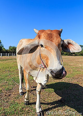 Thai cow in the field with blue sky