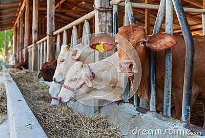 Thai cows feeding hay in the farm