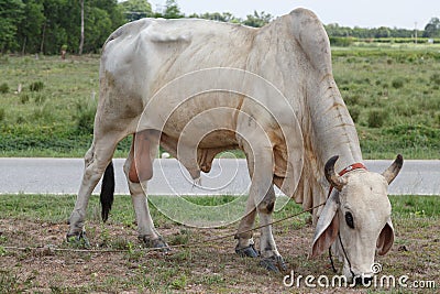 Thai cows in field at thailand