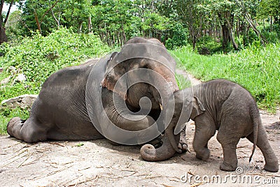 Thai elephant mom and baby